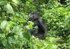 Mountain Gorillas in Virunga