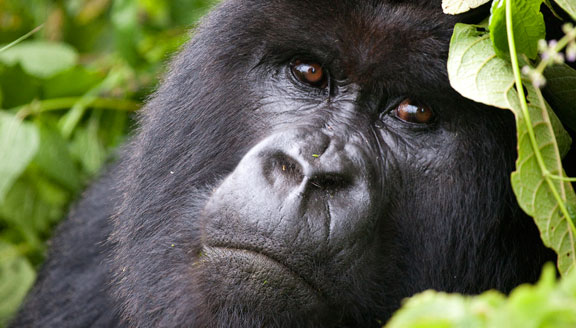 Virunga Gorillas